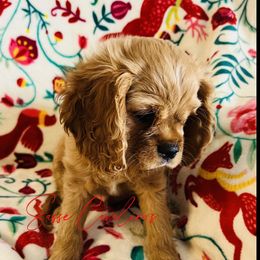 Cavalier King Charles Spaniel Puppies from Sasse Cavaliers