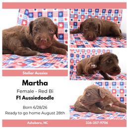 Martha Washington - Red female Aussiedoodle puppy in Asheboro, North Carolina from Stellar Aussies