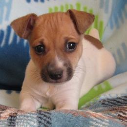 Rat Terrier Puppies from Dynamite Rat Terriers