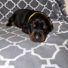 Adeline - Black and rust female Doberman Pinscher puppy in Boyd, Texas from Team Feem Breeders