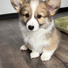 Tater Tot - Pembroke Welsh Corgi