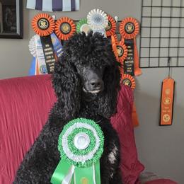 Poodle puppies from A & A Pinedale Standard Poodles