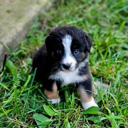 Patriot - Black tri-color male Australian Shepherd puppy in Silex, Missouri from Small Town Australian Shepherds