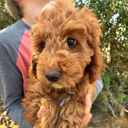 Pooh - Red and white male Cockapoo puppy in Adrian, Oregon from ApplebyFarm