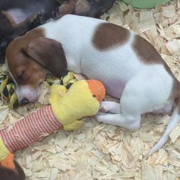 Raisin Bran - Red female Dachshund puppy in Spring Hope, North Carolina from Hogan’s Lowrider Hounds