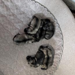 Girl 4 - Black and silver female Keeshond puppy in Fayetteville, Tennessee from Erbekees-Keeshonden