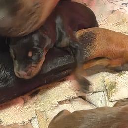 Doberman Pinscher Puppies from Stand Alone European Dobermans