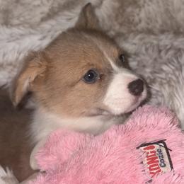 Girl 1 - Red female Pembroke Welsh Corgi puppy in Tucson, Arizona from Sierrita Mountain Corgis