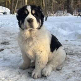 Shah - Black male Central Asian Shepherd Dog puppy in East Camden, Arkansas from A Plus A
