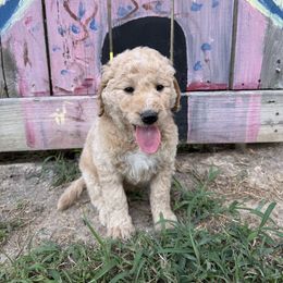 (Waves) Top - Cream male Goldendoodle puppy in Houston, Texas from Were The Mack'Doodles