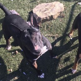 Miniature Bull Terriers from Sabrosa Minibulls