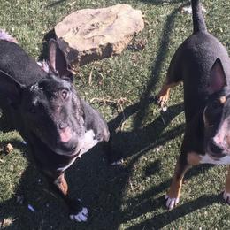 Miniature Bull Terriers from Sabrosa Minibulls