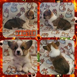 Bowser - Red male Pembroke Welsh Corgi puppy in Rensselaer, Indiana from STR Corgis