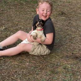 Minnie Mouse AKC REG. - Black and cream female Dachshund puppy in Dinwiddie, Virginia from White Oak Kennels