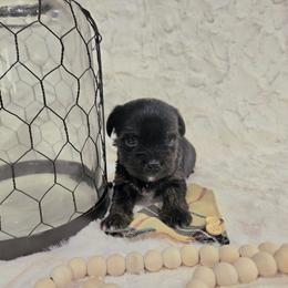 Boy 2 - Parti male Yorkshire Terrier puppy in Wellington, Colorado from Northern Colorado Yorkies