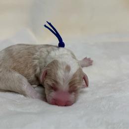 Capri - Brown and white female Sheepadoodle puppy in Los Angeles, California from Exquisite Doodles
