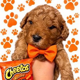 Cheeto - Red  male Goldendoodle puppy in Coats, North Carolina from TH.EM Doodles