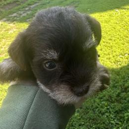 Boy 1 - Liver male Miniature Schnauzer puppy in West Point, Nebraska from Canyon Rose Schnauzers
