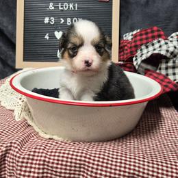 3 red collar boy - Black and tan male Pembroke Welsh Corgi puppy in Harrisburg, Illinois from Parish Corgis