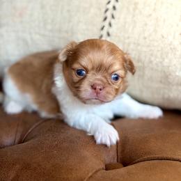 Max -3950 - Red and white male Chihuahua puppy in Beaumont, Texas from Down south pups