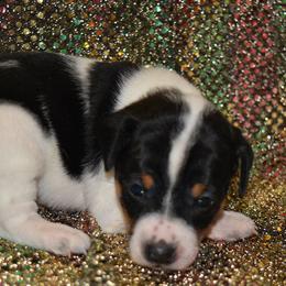 Rat Terrier Puppies from RaganRat Terriers