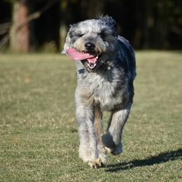 Aussiedoodles from Piperton Pups