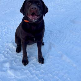 Athena - Chocolate female Labrador Retriever puppy in North Pole, Alaska from Mulberry Retrievers