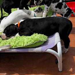 Prince Harry - Mantle male Great Dane puppy in Brookings, South Dakota from Debonair Danes