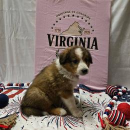 Girl 1 - female English Shepherd puppy in Ozark, Missouri from Town & Country English Shepherds
