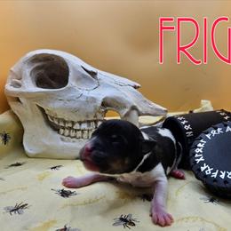 Frigg - White black and tan female Rat Terrier puppy in Lynn, Alabama from Cryptic Rat Terriers