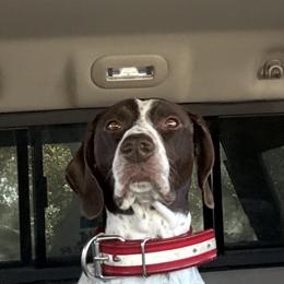 German Shorthaired Pointer All Grown Up from DragonPoint Gun Dogs