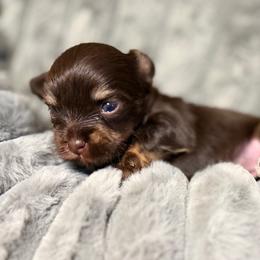 Suga Baby - Chocolate and tan female Yorkshire Terrier puppy in Dallas, Texas from JBzPawz