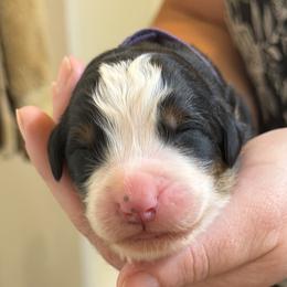 Girl 1 - Black rust and white female Bernese Mountain Dog puppy in Waco, Texas from Van Amburgh Family Farm - Bernese Mountain Dogs