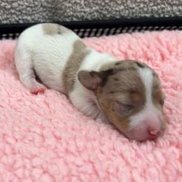 Belle 2 - Dapple female Dachshund puppy in Scottdale, Pennsylvania from Our Sweet Dachshund Farm
