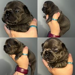 French Bulldog Puppies from K&J Frenchies