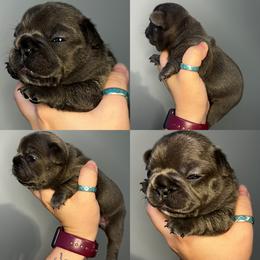 French Bulldog Puppies from K&J Frenchies
