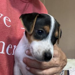 ‘Rien’ Baroness sans Rien Dire ‘Rien’ - Jack Russell Terrier puppy from Royal Russells Ranch