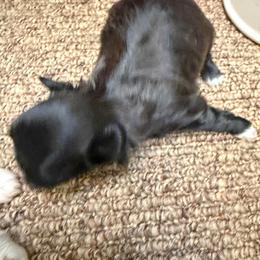 Pepper - Black and white male Mal-Shi puppy in Calhan, Colorado from Millennium Falcon Kennels