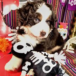 Australian Shepherd Puppies from Firelight Australian Shepherds