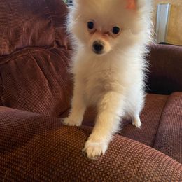 Pomeranian puppies from Dressell Poms