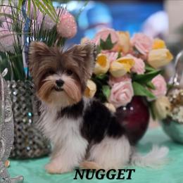 Nugget - Black tan and white male Biewer Terrier puppy in Modesto, California from Granny's yorkshire Terrier Modesto California