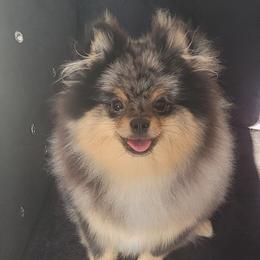 Pomeranians from Marie's Sweetie Poms