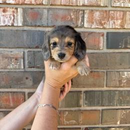Baby blue - Dapple male Dachshund puppy in Cushing, Oklahoma from Euchee creek mini dachshunds