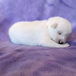 Pomsky Puppies from Valparaiso Pomskys