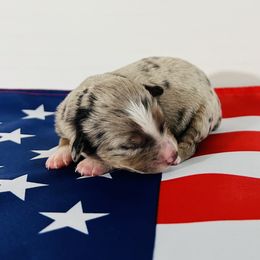 Miss America 🇺🇸 - Blue merle Miniature Australian Shepherd puppy in Minnesota from Broken T Australian Shepherds