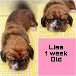 Lisa - Red and white female Basset Hound puppy in Jacksboro, Texas from Basset Hounds of Jacksboro, Tx