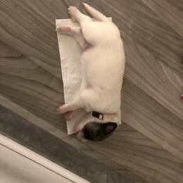 Great Pyrenees Puppies from Sweet Land of Liberty