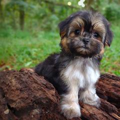 Companion Cross, Havanese, Mal-Shi, Maltese, Maltipoo, Morkie, and Shih Tzu Puppies from Seeking Shalom Acres Maltese, Maltipoos & Havamalts