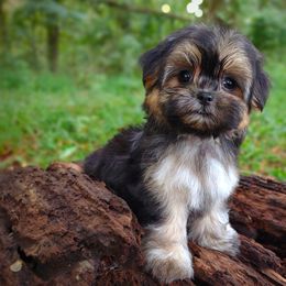 Companion Cross, Havanese, Mal-Shi, Maltese, Maltipoo, Morkie, and Shih Tzu Puppies from Seeking Shalom Acres Maltese, Maltipoos & Havamalts