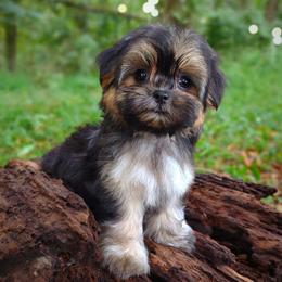 Companion Cross, Havanese, Mal-Shi, Maltese, Maltipoo, Morkie, and Shih Tzu Puppies from Seeking Shalom Acres Maltese, Maltipoos & Havamalts